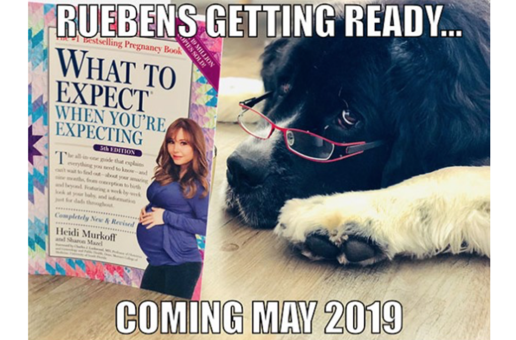 Pet Baby Announcement | The Dating Divas