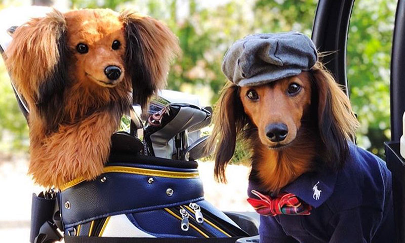 Husband loving his custom dog golf head cover - dateyourspouse.com Custom gift for your man this Christmas season | The Dating Divas