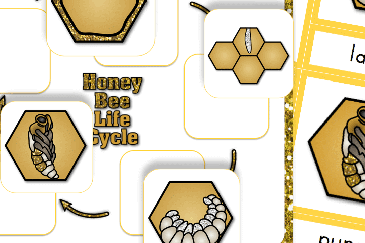 Honey bee life cycle preschool worksheets - thedatingdivascom.bigscoots-staging.com Preschool worksheets all about the life cycle of the honey bee | The Dating Divas