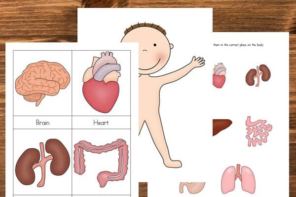 Printable preschool worksheets that teach about the human body - thedatingdivascom.bigscoots-staging.com Human body printable preschool worksheets | The Dating Divas