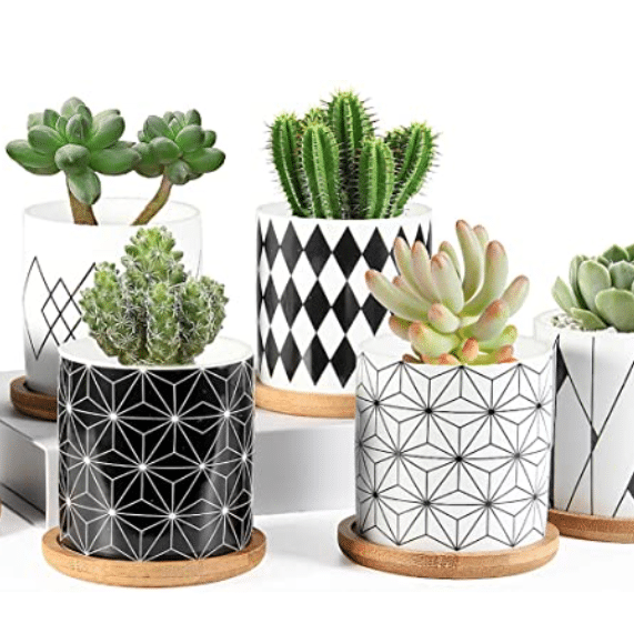 Succulent planters make cute Valentine's Day gifts for her! | The Dating Divas