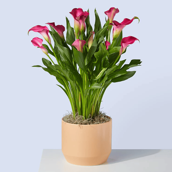 Check out this gorgeous calla lily bouquet for your Valentine's Day flowers! | The Dating Divas
