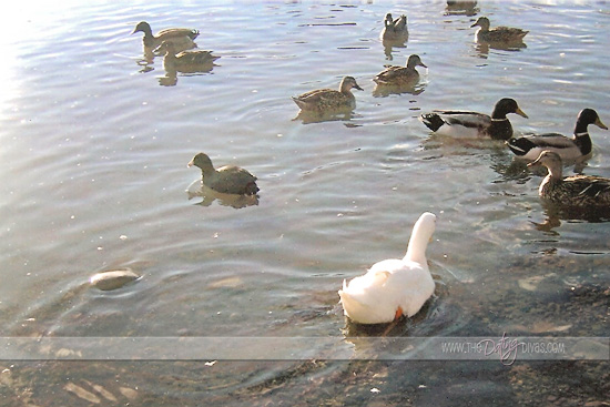 robin-fishing-ducks