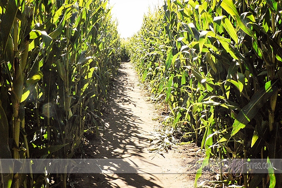 Lisa P- Corn Date 5